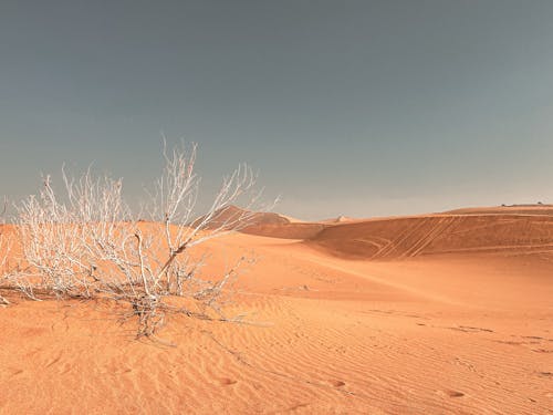 A Leafless Shrub in the Desert