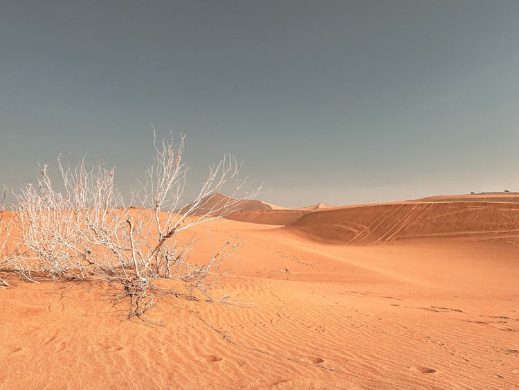 A Leafless Shrub In The Desert