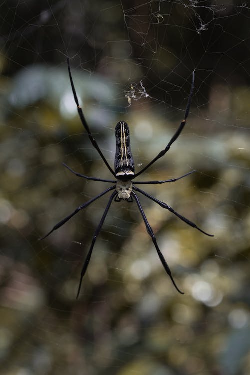 Closeup of a Black Spider on a Spiderweb