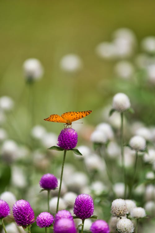 Free Orange and Black Butterfly on Purple Flower Stock Photo