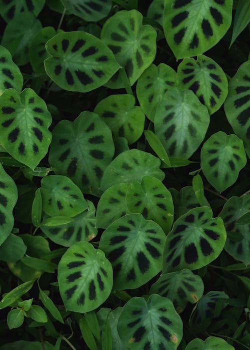 Close up of Green Leaves