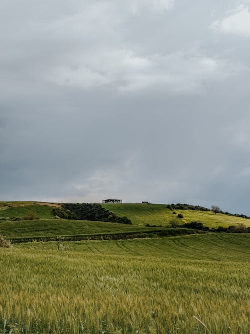 Green Fileds and Gray Sky with Overcast