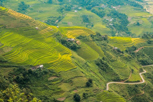 Free Aerial Photography of Rice Terraces Stock Photo
