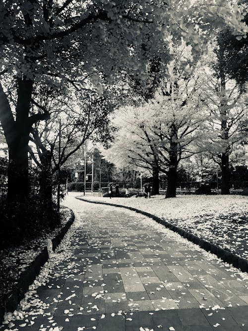 Empty Garden Pathway