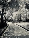 秋天，公园里绿树成荫的道路上，黑白风景穿行而过