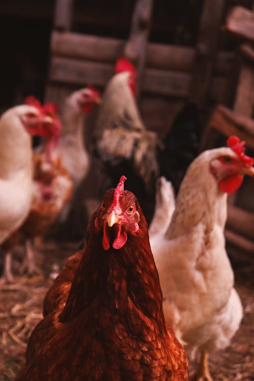 Free Selective Focus Photo of a Brown Hen Stock Photo