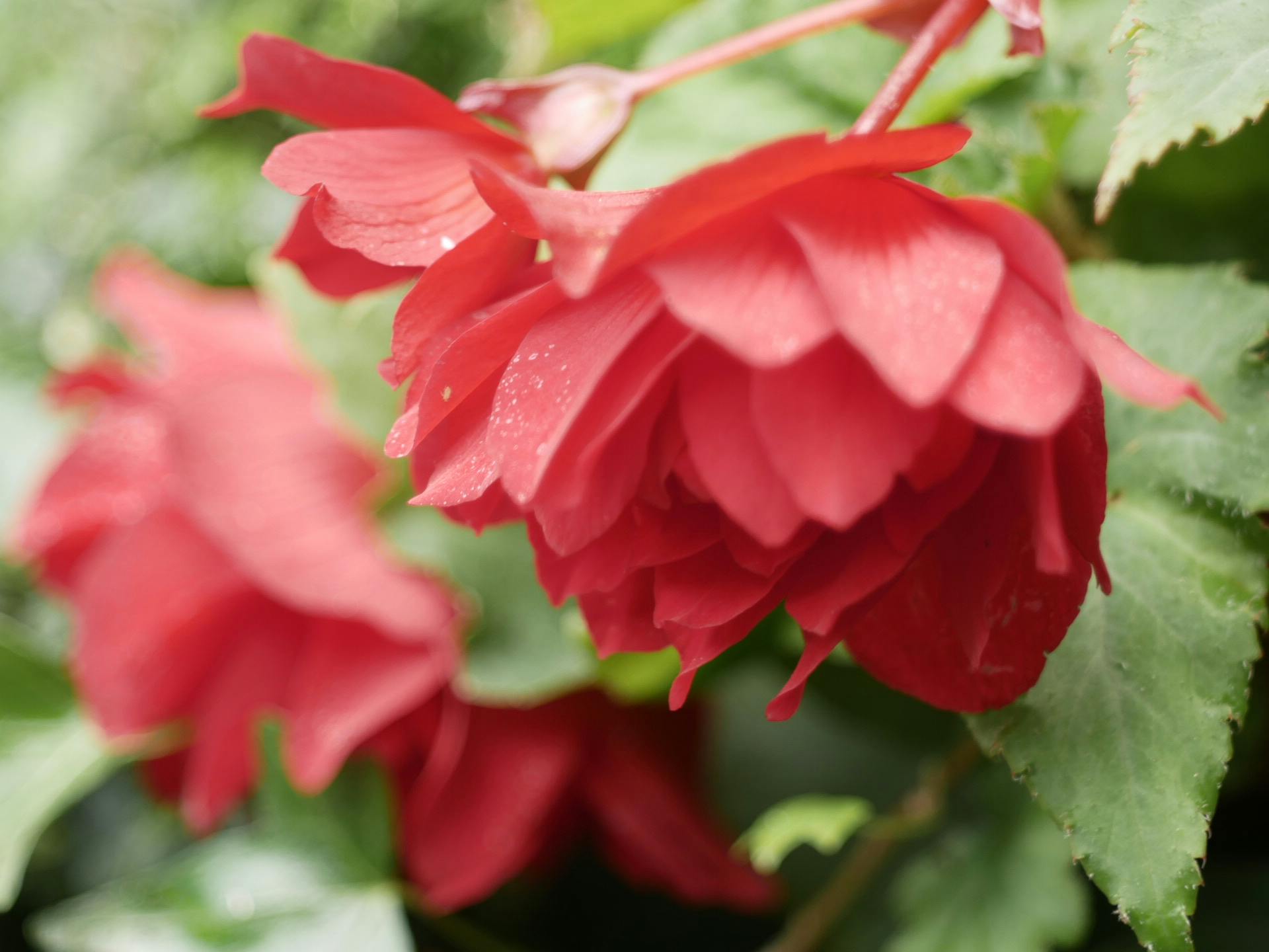 花 赤 赤い花の無料の写真素材 花 赤 赤い花の無料の写真素材