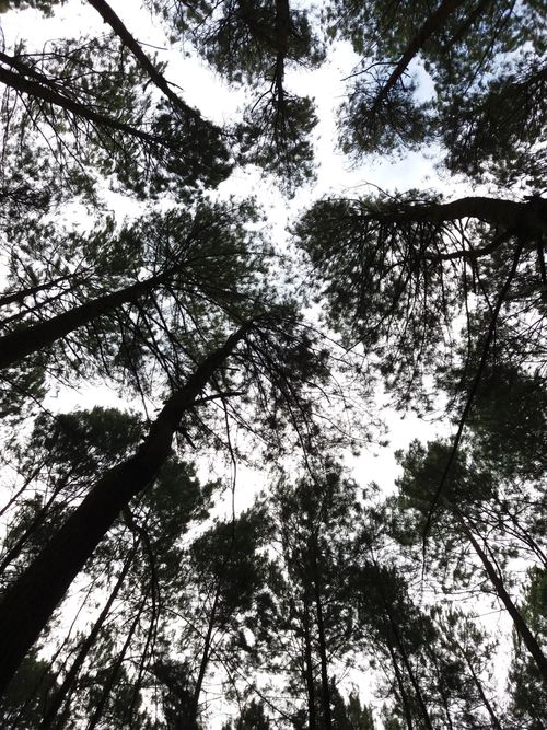 Free A breathtaking upward view of tree canopies in an Indonesian forest, capturing nature's beauty. Stock Photo
