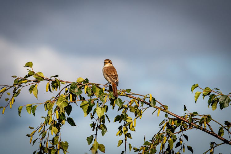 A Bird Perching On A Branch