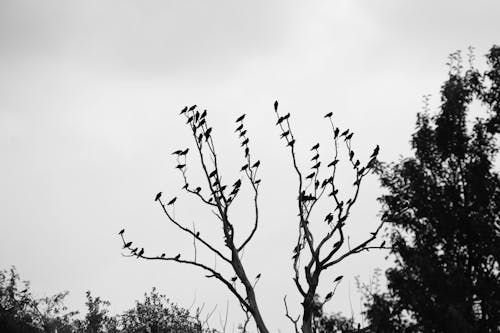 Free Flock of Birds on the Leafless Tree Stock Photo