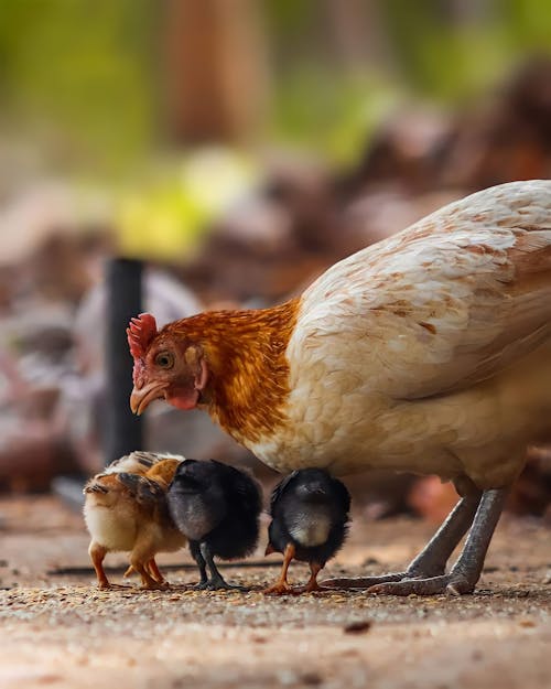 Free Selective Focus Photo of a Brown Hen Looking at Her Chicks Stock Photo