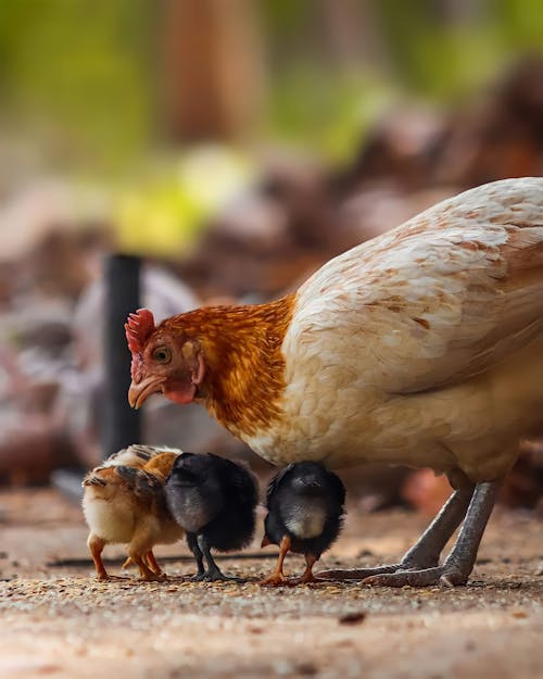 Selective Focus Photo of a Brown Hen Looking at Her Chicks