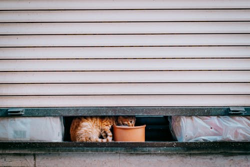 Imagine de stoc gratuită din adorabil, animal de casă, animal domestic