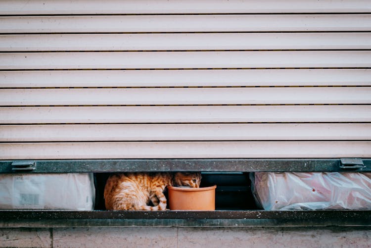 Photograph Of An Orange Cat Eating