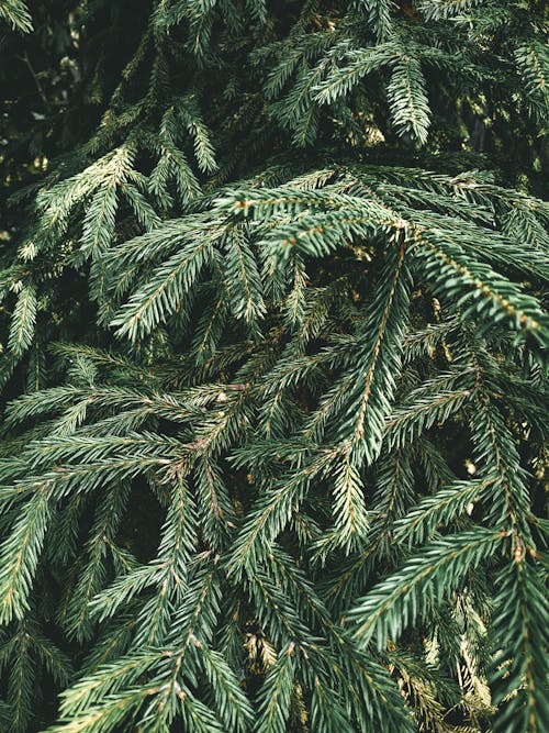 Immagine gratuita di albero, botanica, conifera