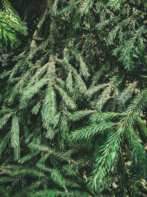 Close-up of Conifer Branches 