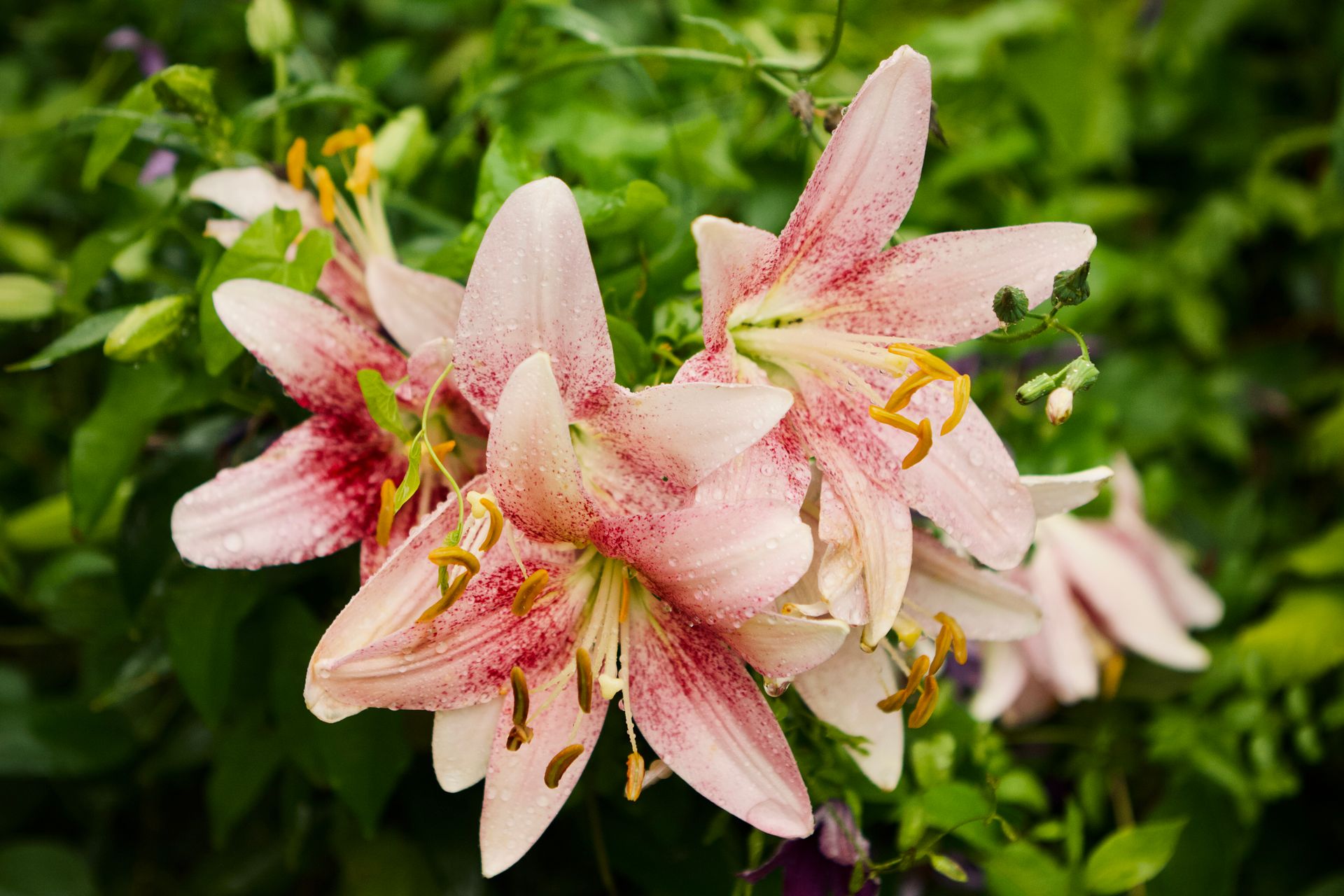 Stunning stargazer lilies blooming with water droplets on petals, captured outdoors.