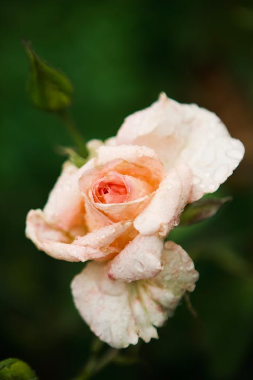 A Wet Rose in Bloom