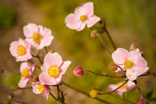 Photos gratuites de anémone japonaise, bourgeons, délicat