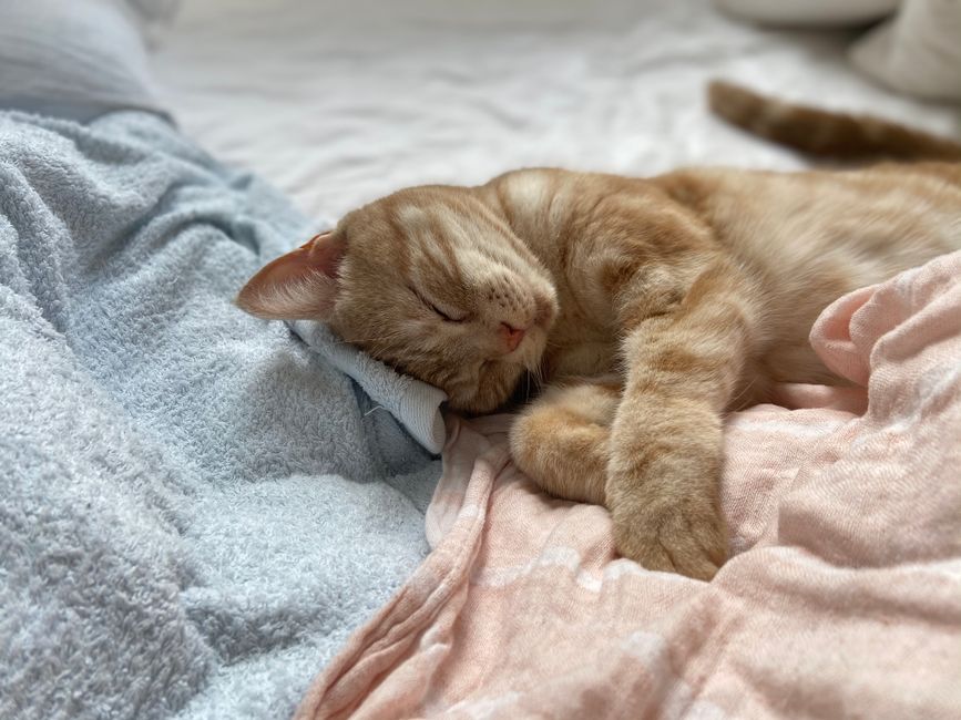 柔らかい布の上で眠っている魅力的なタビー猫、温かさと安らぎを放っています。