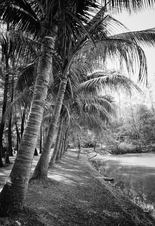 Фотография кокосовых пальм у водоема в оттенках серого