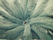 孟加拉国纳拉扬甘杰的热带棕榈叶特写迷人，呈现出放射状图案