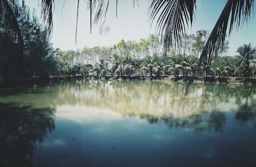 無料 湖の近くのココナッツの木の写真 写真素材