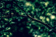 树枝背景下的蚂蚁行走特写视图