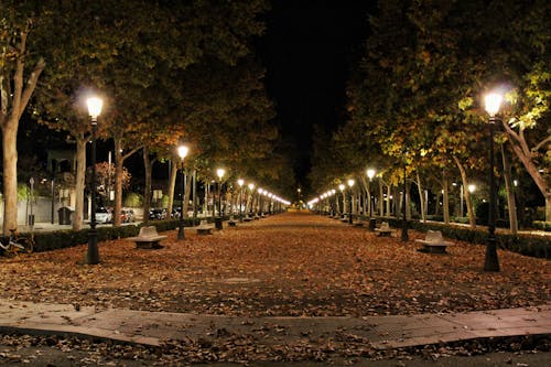 Fotos de stock gratuitas de al aire libre, arboles, caer