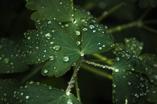 Free Macro shot of fresh green leaves with glistening water droplets, creating a serene and natural feel. Stock Photo