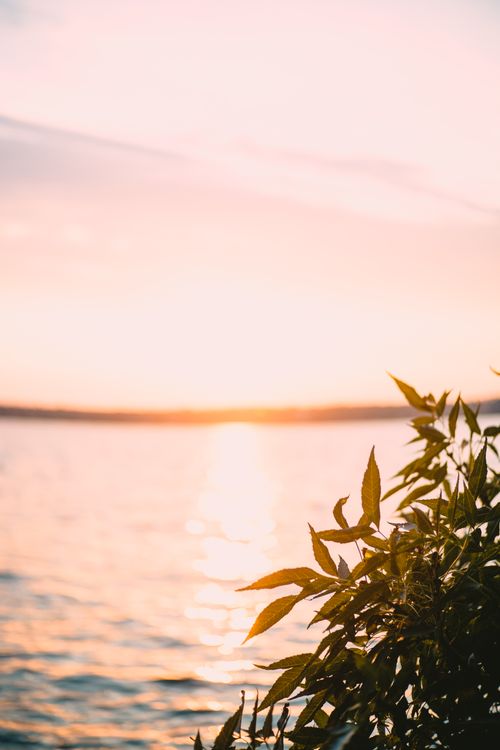 Free Tranquil sunset over a peaceful body of water with lush green foliage in the foreground. Stock Photo