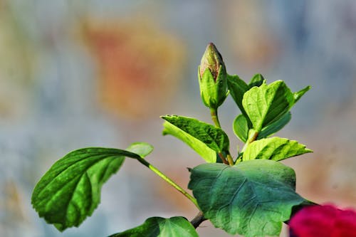 Free stock photo of bud, flower, hibiscus