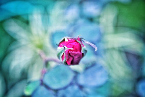 Free stock photo of bud, flower, rose