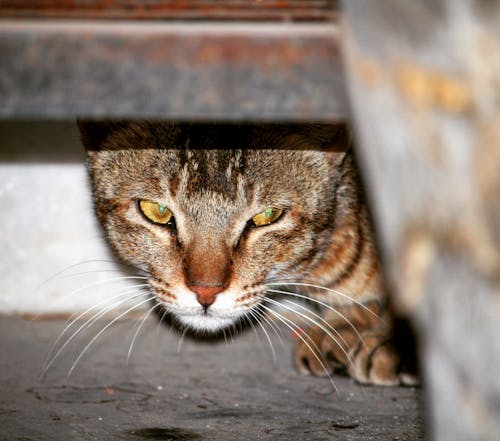 Free stock photo of cat, pussycat