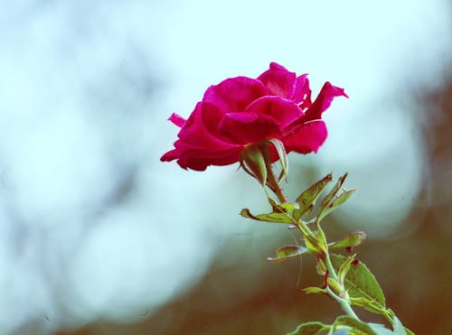 Kostnadsfri bild av blomma, ros