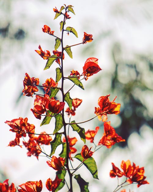 Оранжевые цветы бугенвиллеи в селективной фотографии