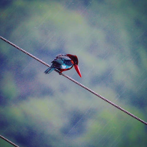 Pájaro Rojo Y Azul En Cuerda Gris