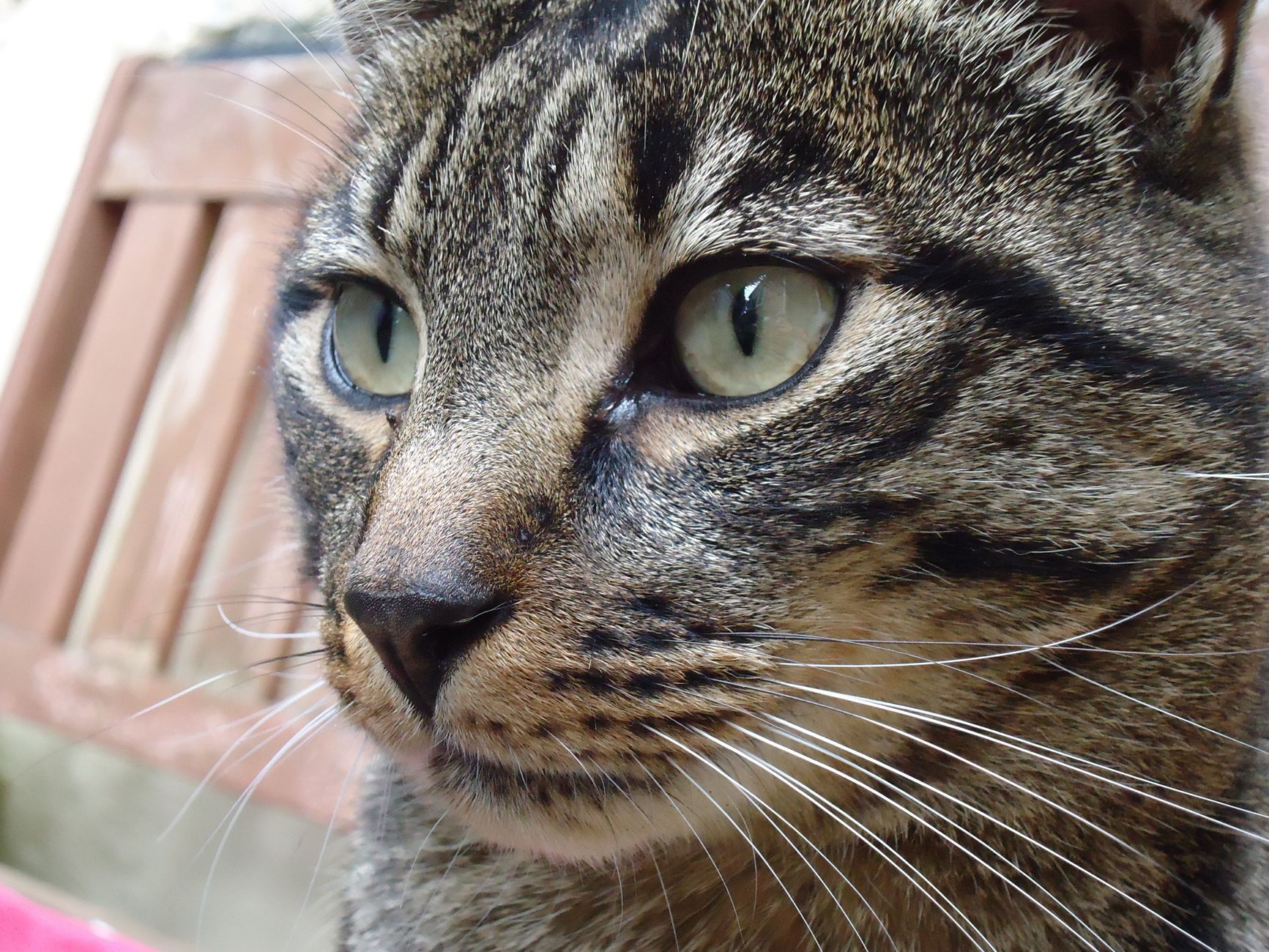 Veterinarian examining a cat during a checkup