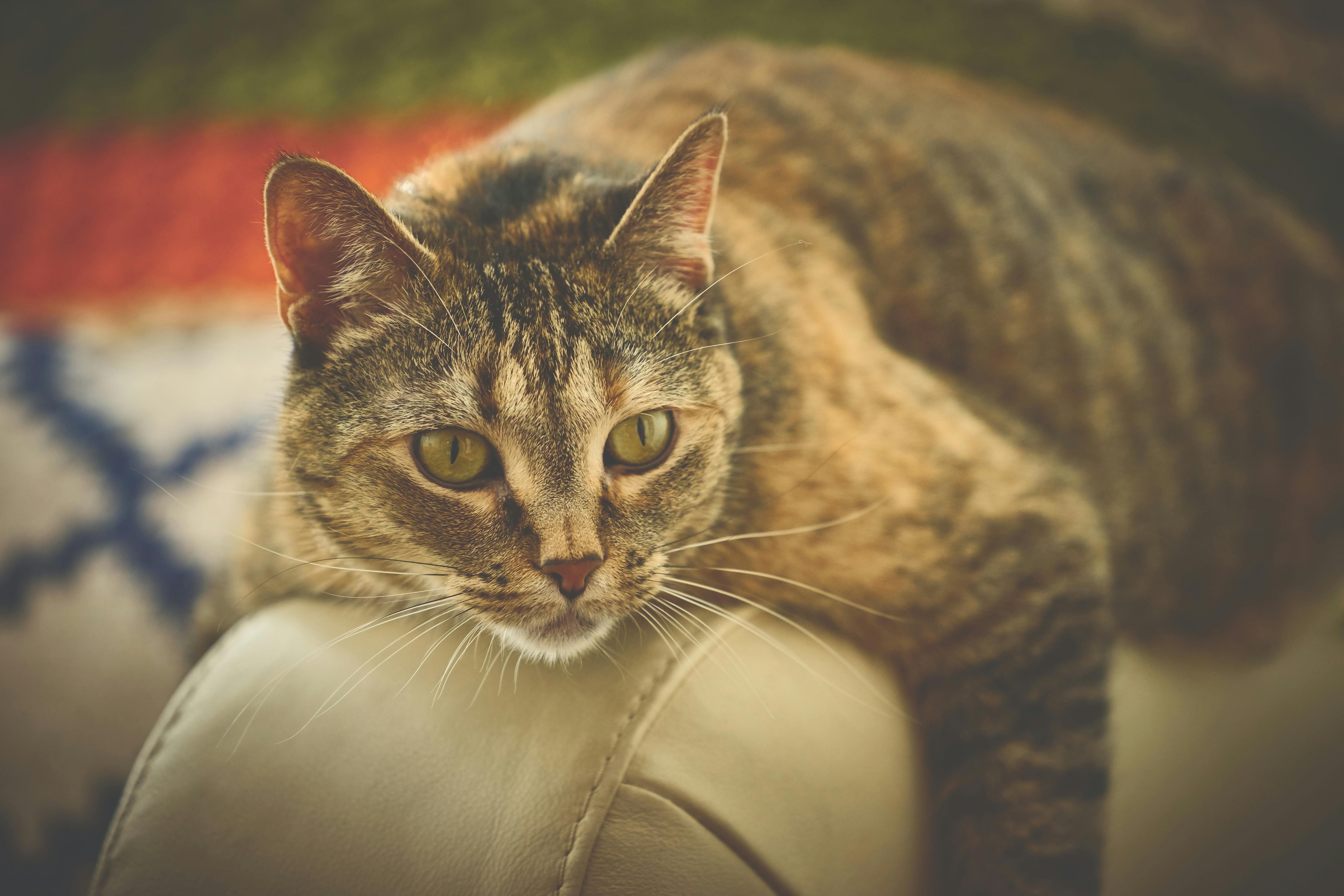 brown cat on beige leather surface