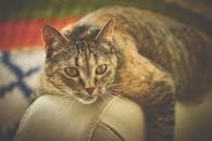 一只迷人的虎斑猫懒洋洋地躺在沙发上，色彩鲜艳，神情安详