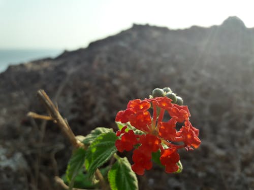 Základová fotografie zdarma na téma červená květina, kytka
