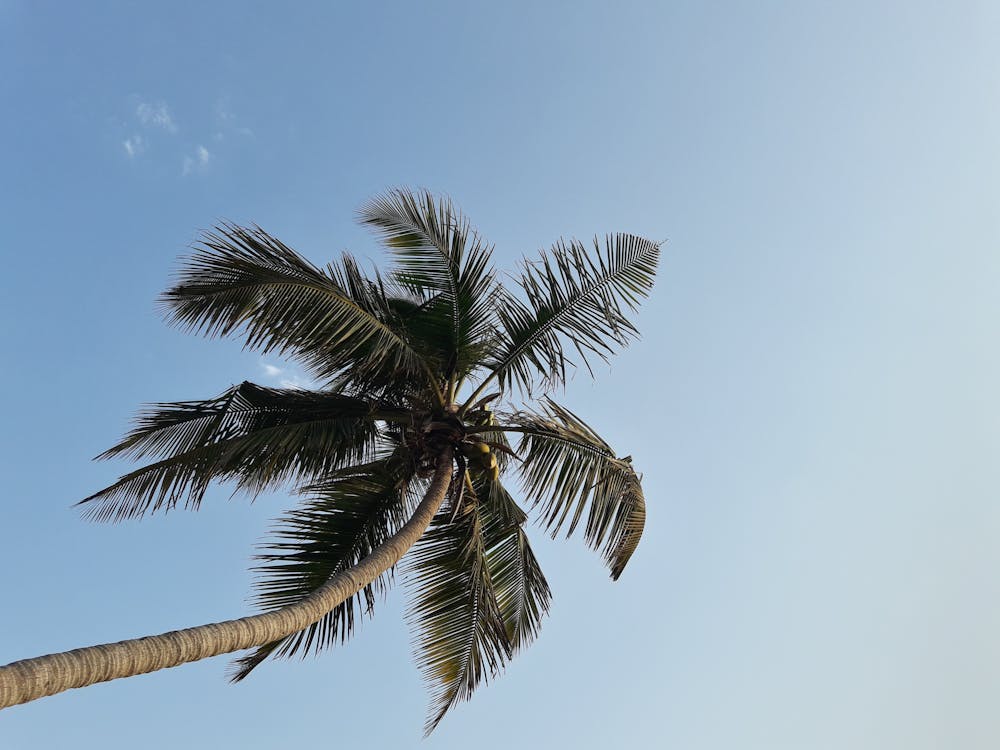 бесплатная Бесплатное стоковое фото с кокосовая пальма, кокосы, листья Стоковое фото