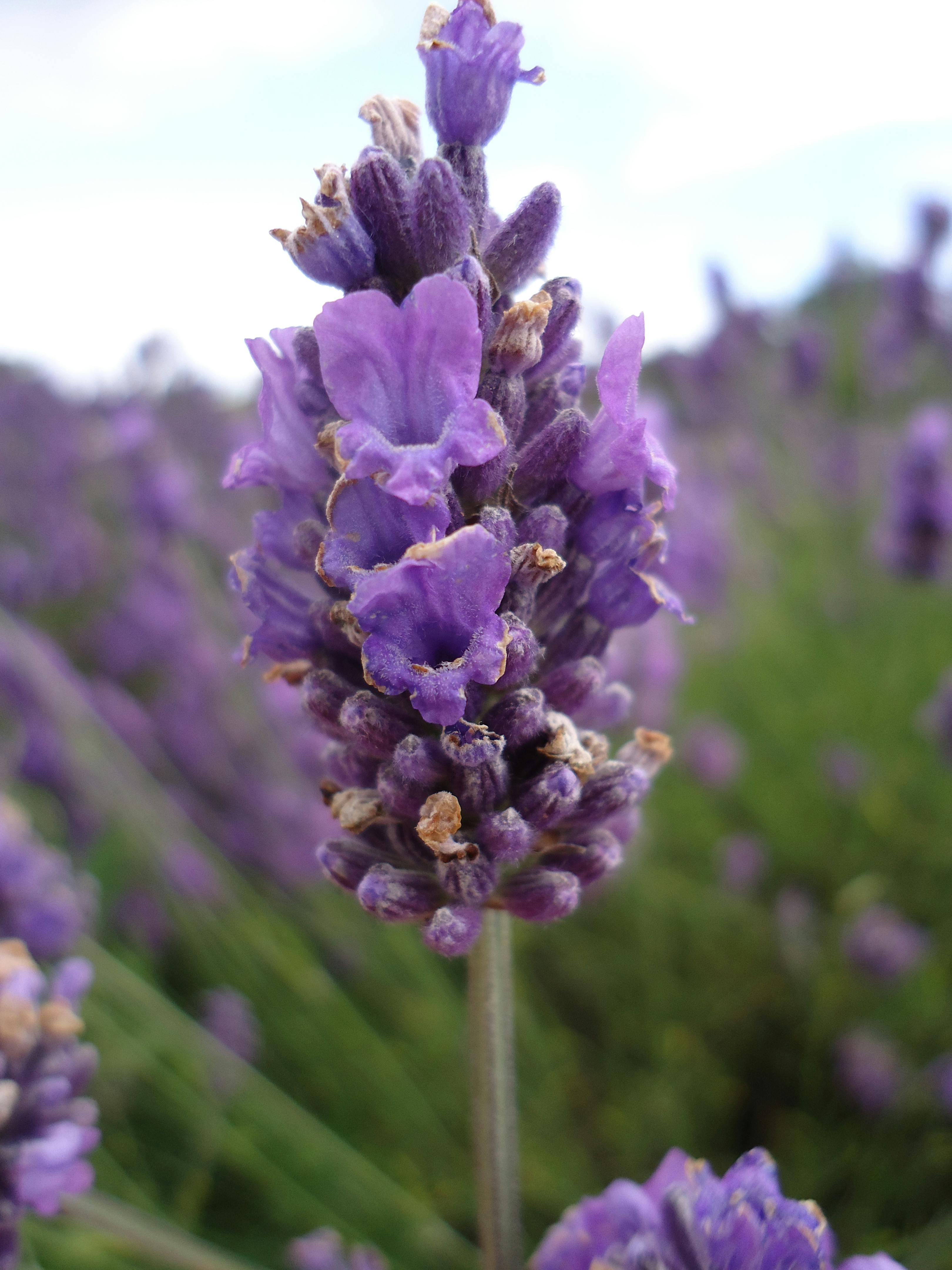 Foto Stok Gratis Tentang Bunga Lavender Warna Lavender Warna