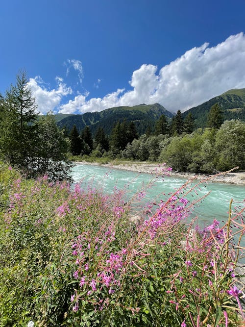 Foto d'estoc gratuïta de flors, riu, Suïssa