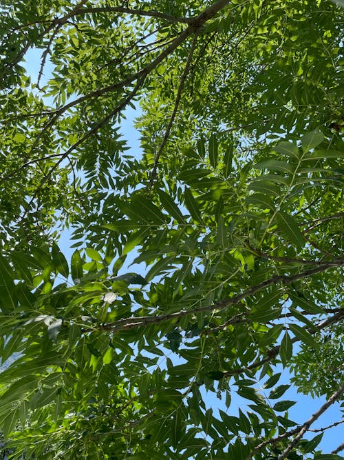 Darmowe zdjęcie z galerii z drzewo, liście, wzór