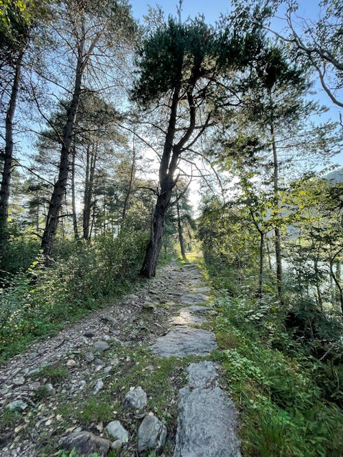 Foto profissional grátis de caminhada, caminhadas na montanha, caminho antigo