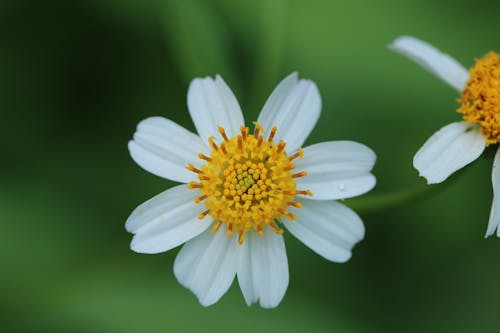 Two White Flowers
