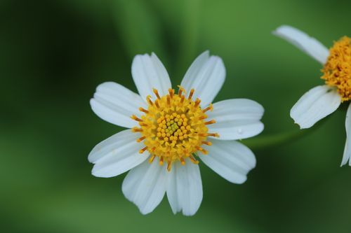 Free Macro shot of a white flower with a vibrant yellow center, showcasing nature's beauty. Stock Photo