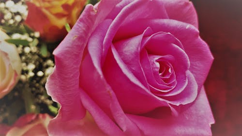 Free stock photo of rose Stock Photo