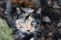 一只花斑猫在户外环境中特写，绿眼睛引人注目